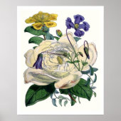 Vintages botanisches Magnolia Poster (Vorne)