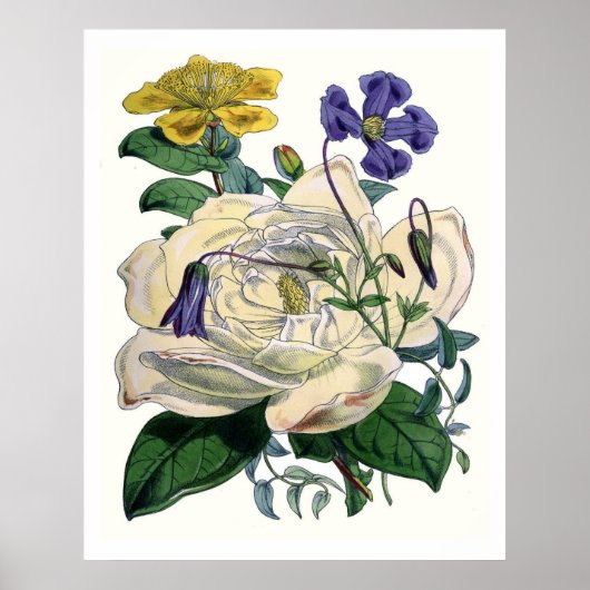 Vintages botanisches Magnolia Poster (Vorne)