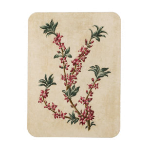 Vintages botanisches Mezereon Magnet