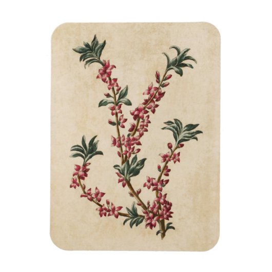 Vintages botanisches Mezereon Magnet (Vertikal)