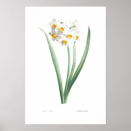 VINTAGES BOTANISCHES NARCISSUS-POSTER POSTER