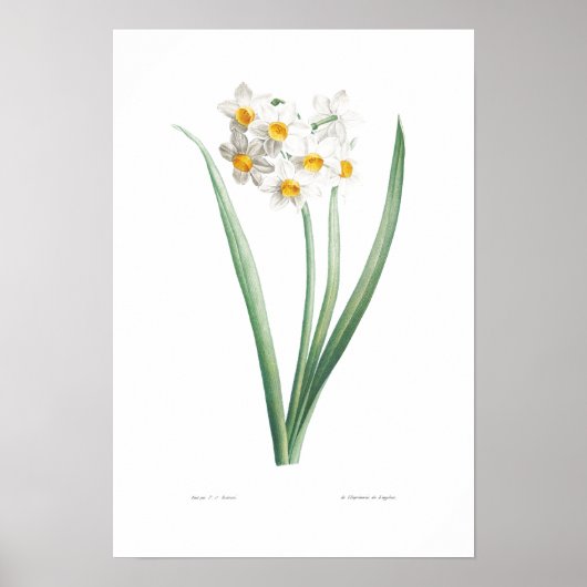 VINTAGES BOTANISCHES NARCISSUS-POSTER POSTER (Vorne)