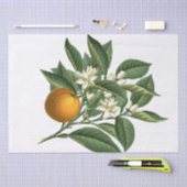 Vintages botanisches Orangenfrucht und Blossom Wei Seidenpapier (Handwerk)