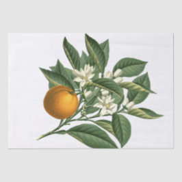 Vintages botanisches Orangenfrucht und Blossom Wei Seidenpapier