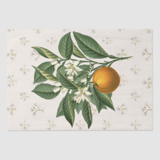 Vintages botanisches Orangenfruchtblossom Beige Seidenpapier (Vorderseite)