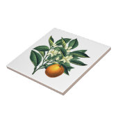 Vintages botanisches Orangenfruchtblossom Fliese (Seite)