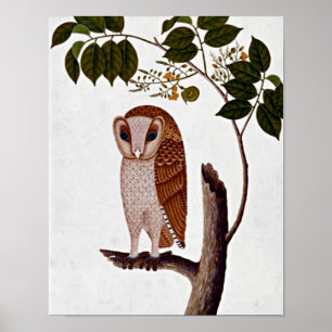 Vintages Botanisches Owl, Boorong Antoo Poster