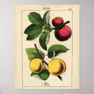 Vintages botanisches Plakat - Apple und Aprikose