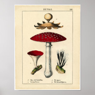 Vintages botanisches Plakat - Pilz und Pilze