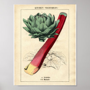 Vintages botanisches Plakat - Rhabarber