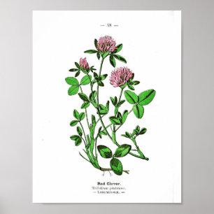 Vintages botanisches Plakat - roter Klee
