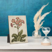 Vintages botanisches Polyanthus Fotoplatte (Seite)