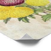 Vintages Botanisches Pompon Chrysanthema Poster (Ecke)