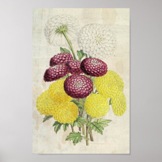 Vintages Botanisches Pompon Chrysanthema Poster (Vorne)
