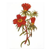 Vintages Botanisches Poster