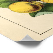 Vintages botanisches Poster - Appell und Aprikose (Ecke)