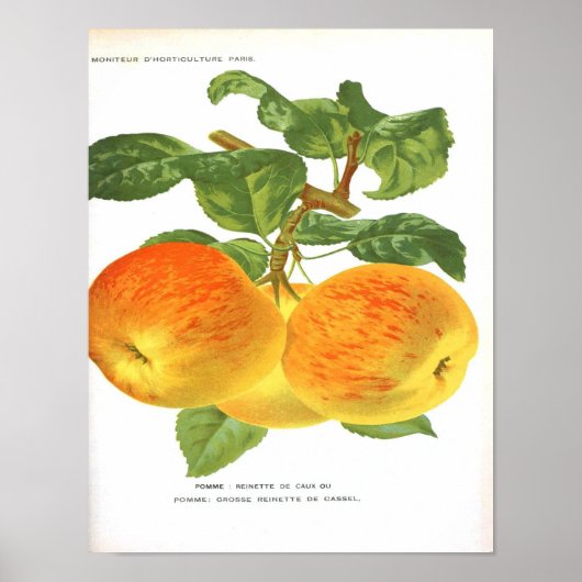 Vintages botanisches Poster - Apple (Vorne)