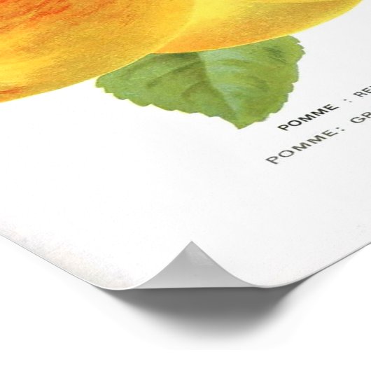 Vintages botanisches Poster - Apple (Ecke)