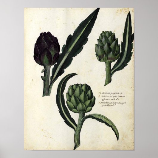 Vintages botanisches Poster - Artichoke (Vorne)