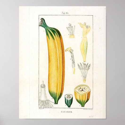 Vintages Botanisches Poster - Bananenfrucht (Vorne)