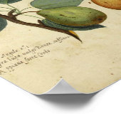 Vintages botanisches Poster - Birne (Ecke)