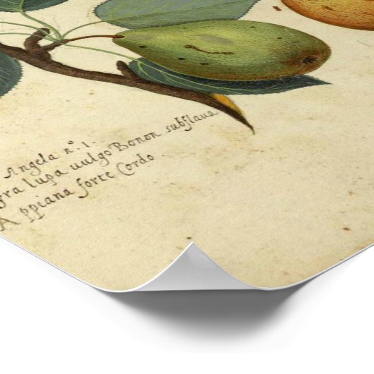 Vintages botanisches Poster - Birne (Ecke)