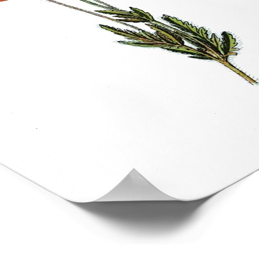 Vintages Botanisches Poster - Blume Roter Mohn (Ecke)