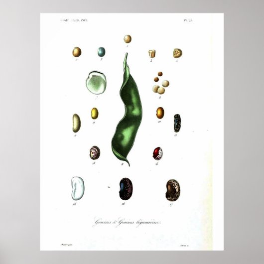 Vintages Botanisches Poster - Bohnen (Vorne)