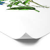 Vintages botanisches Poster - Bordeaux (Ecke)