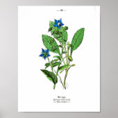 Vintages botanisches Poster - Bordeaux (Vorne)