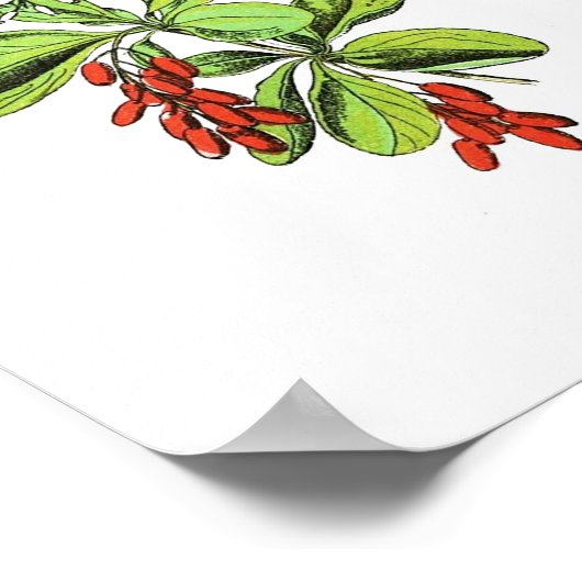 Vintages botanisches Poster - Brombeere (Ecke)