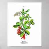 Vintages botanisches Poster - Brombeere (Vorne)