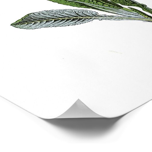 Vintages botanisches Poster - Cowslip (Ecke)