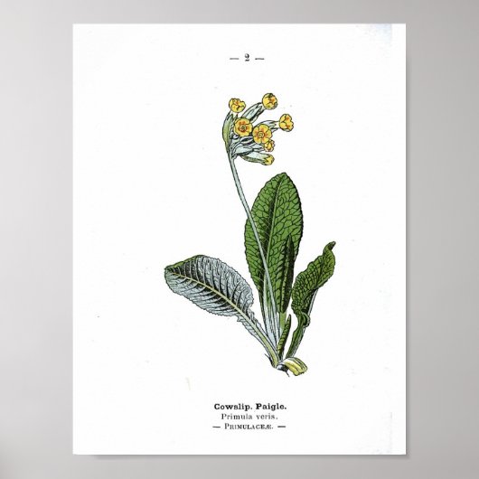 Vintages botanisches Poster - Cowslip (Vorne)