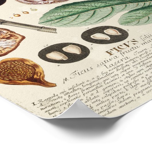 Vintages botanisches Poster - Fig (Ecke)