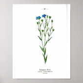Vintages Botanisches Poster - Gemeiner Flachs (Vorne)