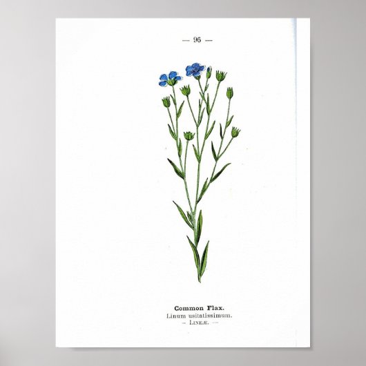 Vintages Botanisches Poster - Gemeiner Flachs (Vorne)