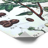 Vintages Botanisches Poster - Grüner Tee (Ecke)