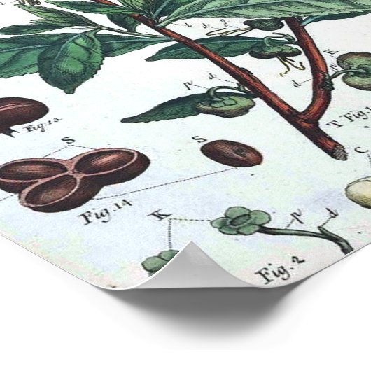 Vintages Botanisches Poster - Grüner Tee (Ecke)