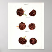 Vintages botanisches Poster - Himbeere (Vorne)