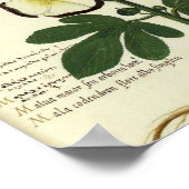 Vintages botanisches Poster - Hollyhock (Ecke)