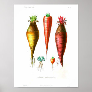 Vintages botanisches Poster - Karotten