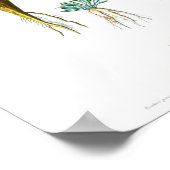 Vintages botanisches Poster - Karotten (Ecke)