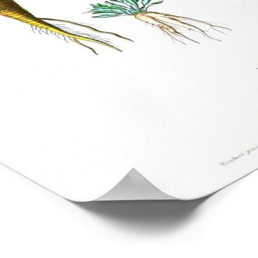 Vintages botanisches Poster - Karotten (Ecke)