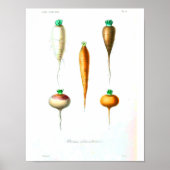 Vintages botanisches Poster - Karotten (Vorne)