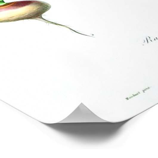 Vintages botanisches Poster - Karotten (Ecke)