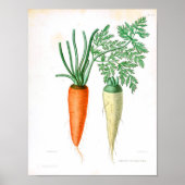Vintages botanisches Poster - Karotten (Vorne)
