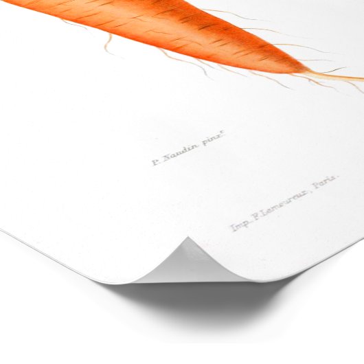 Vintages botanisches Poster - Karotten (Ecke)