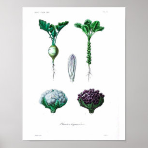 Vintages botanisches Poster - Kauliblume