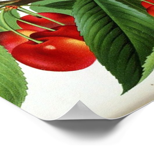 Vintages Botanisches Poster - Kirschen (Ecke)